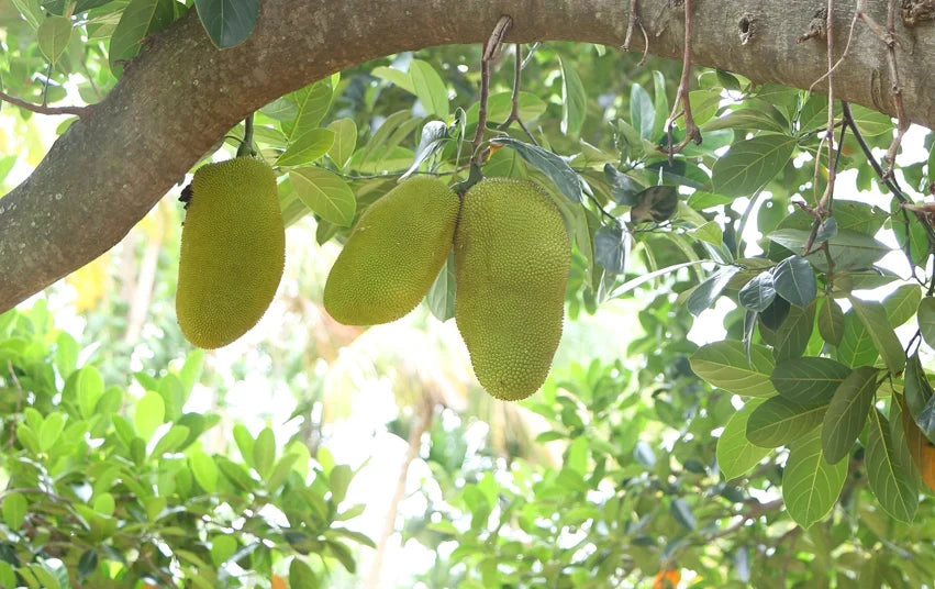 Jackfruit - ein wahres Multitalent-Ersatzprodukt