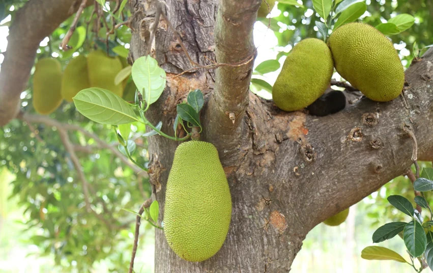 Jackfruit - das nachhaltige vegane Fleischersatzprodukt