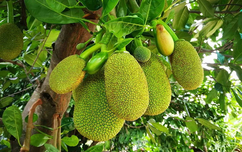 Was ist Jackfruit?