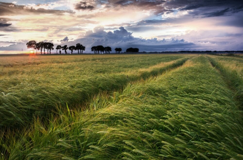 feld-korn-shutterstock