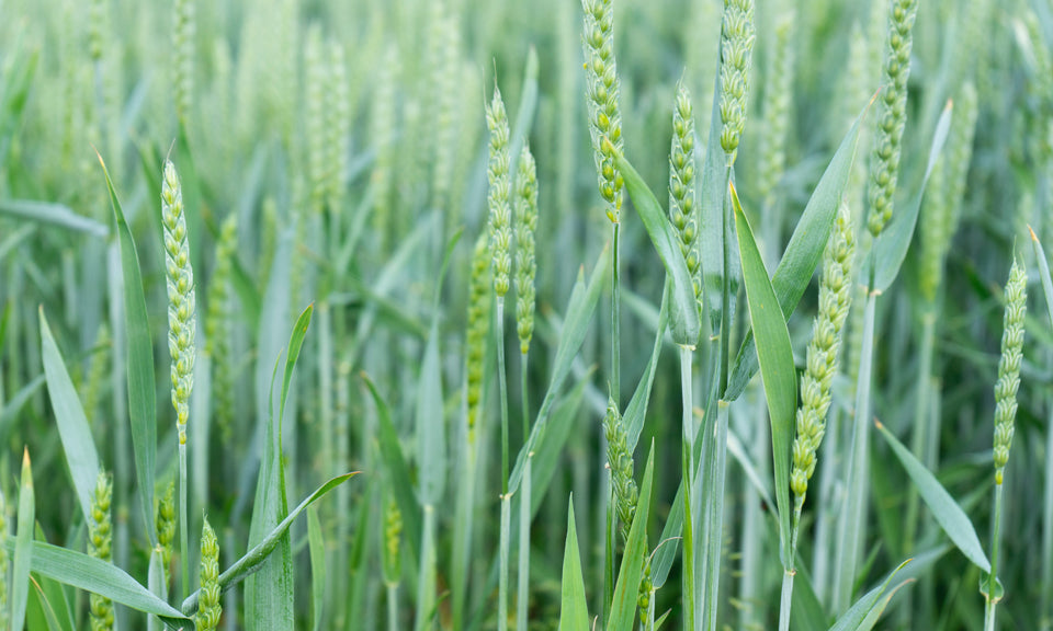 Grüne Ähren in Feld